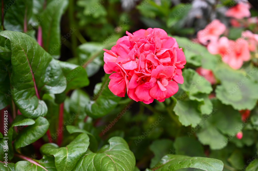 Beautiful Pink Flowers Plant in Garden Beautiful Pink Flowers Plant in Garden