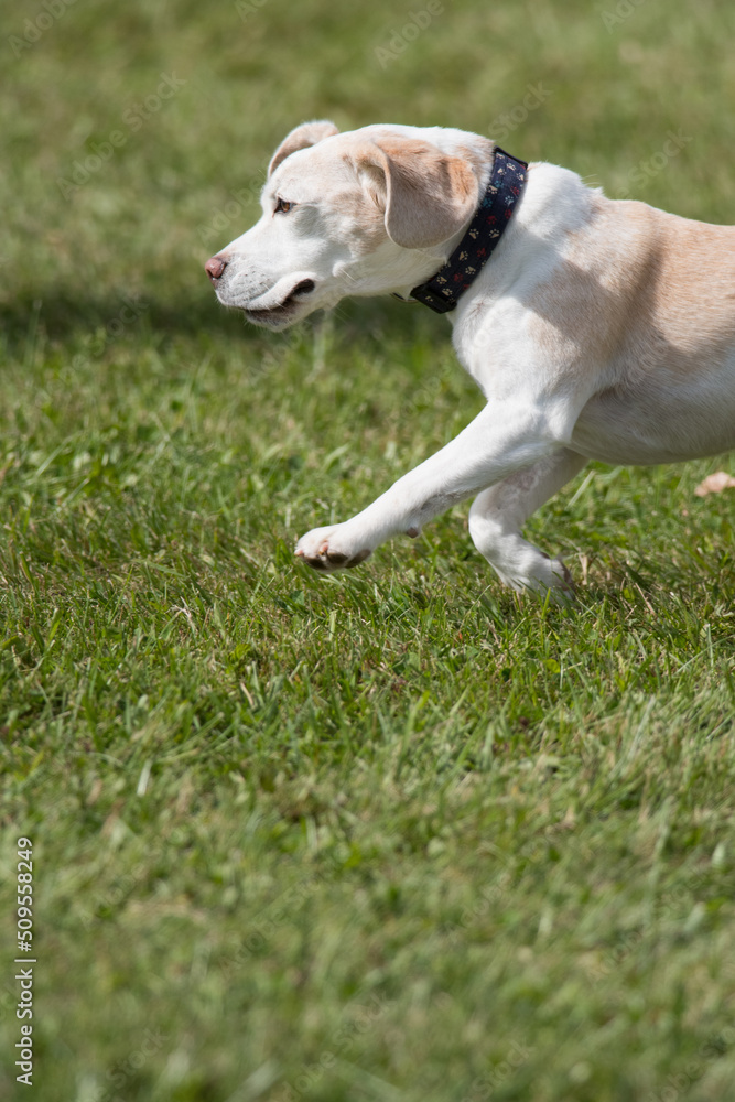 Beagle on the run