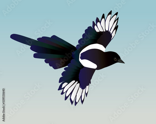 
A vector illustration of a flying magpie. You see the bird from a side. Both wings are spread out. The background is a pale blue gradient.