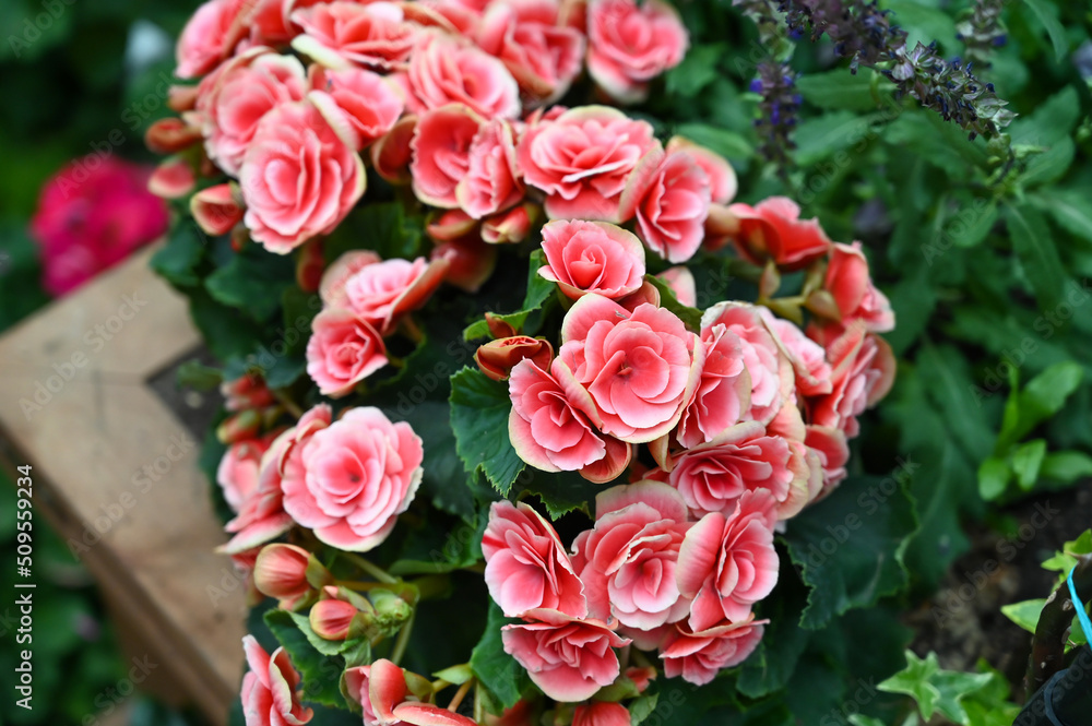Beautiful Pink Flowers Plant in Garden Beautiful Pink Flowers Plant in Garden