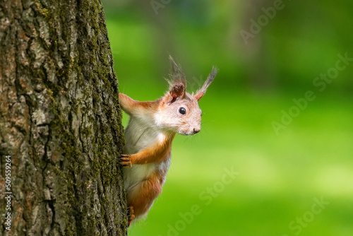 Curious red squirrel peeking behind the tree trunk. © alexbush