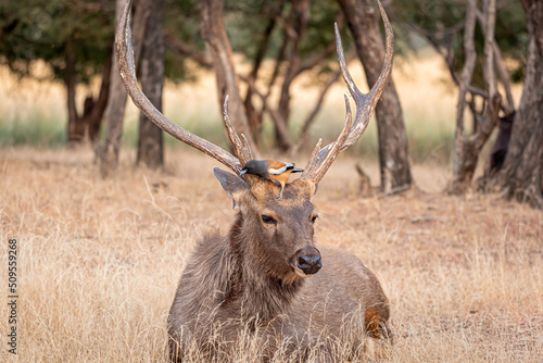 A Sambar deer sitting in the forest of Ranthambore with a bird on its antlers.
