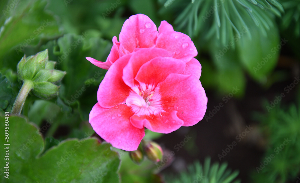 Flower Pelargonium (Latin Pelargonium) or Geranium (Latin Geranium) pale pink after rain in the summer garden Flower Pelargonium (Latin Pelargonium) or Geranium (Latin Geranium) pale pink after rain in the summer garden