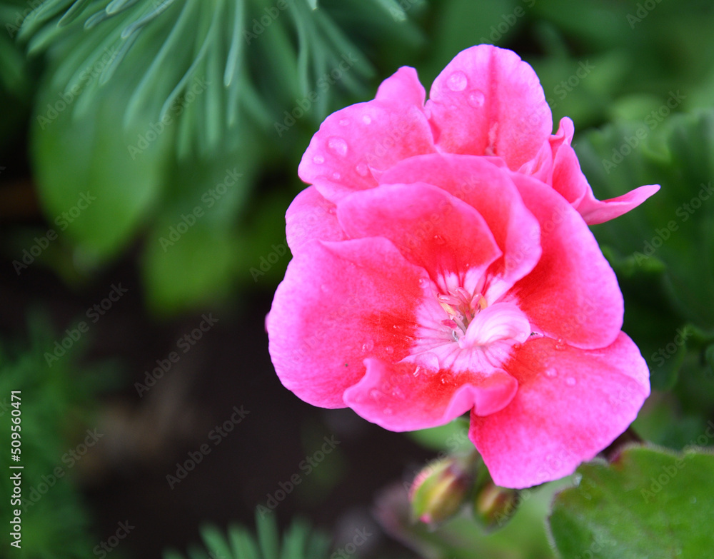 Flower Pelargonium (Latin Pelargonium) or Geranium (Latin Geranium) pale pink after rain in the summer garden Flower Pelargonium (Latin Pelargonium) or Geranium (Latin Geranium) pale pink after rain in the summer garden