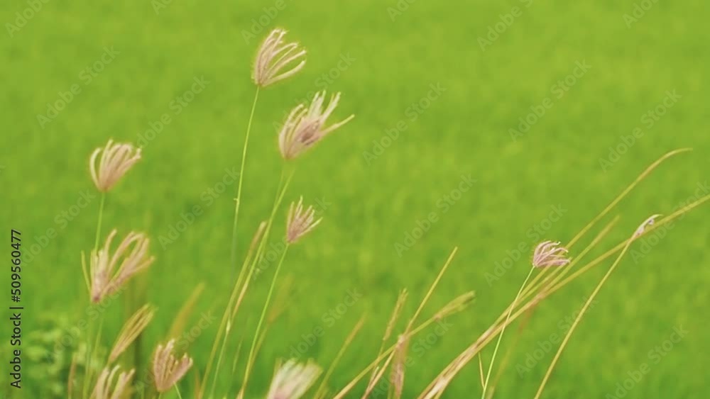 meadow plants. Fading and dried grass and wild flowers meadow plants. Fading and dried grass and wild flowers