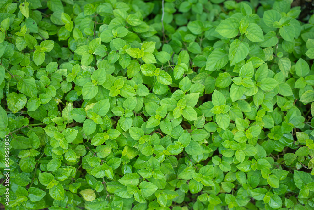 Green Leaves background, Vertical with tropical green leaf tree fence for background. Green Leaves background, Vertical with tropical green leaf tree fence for background.
