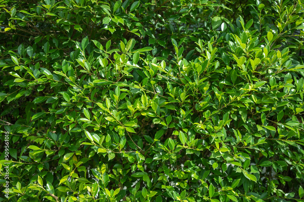 Green Leaves background, Vertical with tropical green leaf tree fence for background. Green Leaves background, Vertical with tropical green leaf tree fence for background.