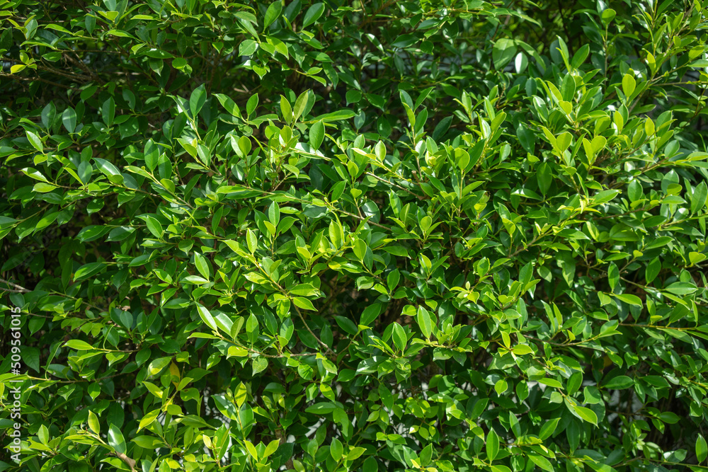 Green Leaves background, Vertical with tropical green leaf tree fence for background.