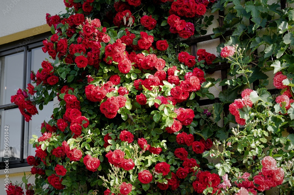 Prächtige rote Rosenblüten  - Detailaufnahme