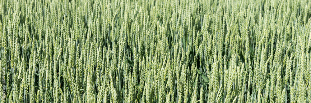 Green wheat field. Panoramic natural background Green wheat field. Panoramic natural background