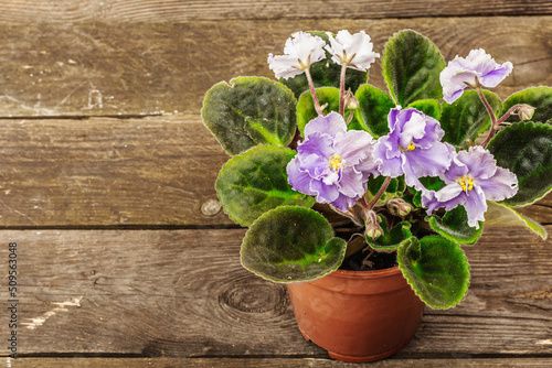 Blooming colorful domestic violet in a pot on a wooden background. Bright flowers