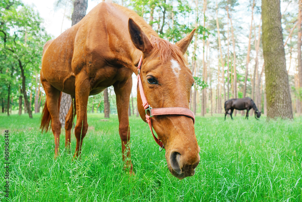Fototapeta premium Horses eating grass in the forest