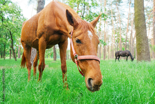 Horses eating grass in the forest