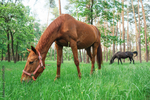 Horses on a glade in the forest