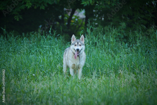 A husky dog walks in the green grass in summer