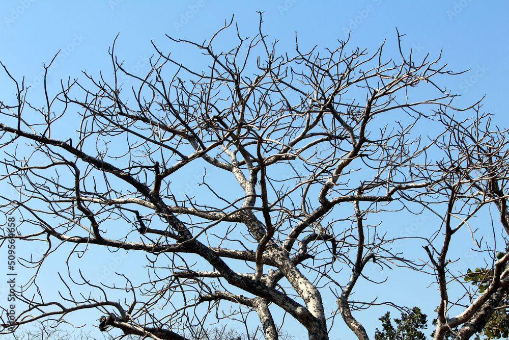 OLD DRY TREE WITHOUT LEAF IN WOOD ISOLATED ON LIGHT BLUE BACKGROUND OLD DRY TREE WITHOUT LEAF IN WOOD ISOLATED ON LIGHT BLUE BACKGROUND