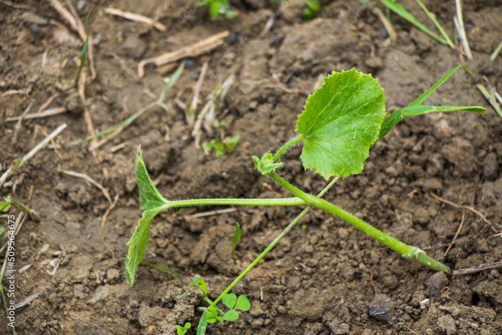 Seedling close-up, gardening and farming Seedling close-up, gardening and farming