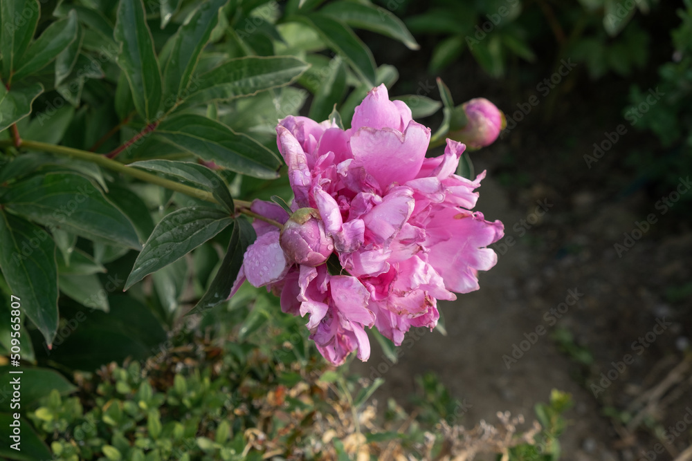 Boboli pink peonies with blooms and dewdrops Boboli pink peonies with blooms and dewdrops