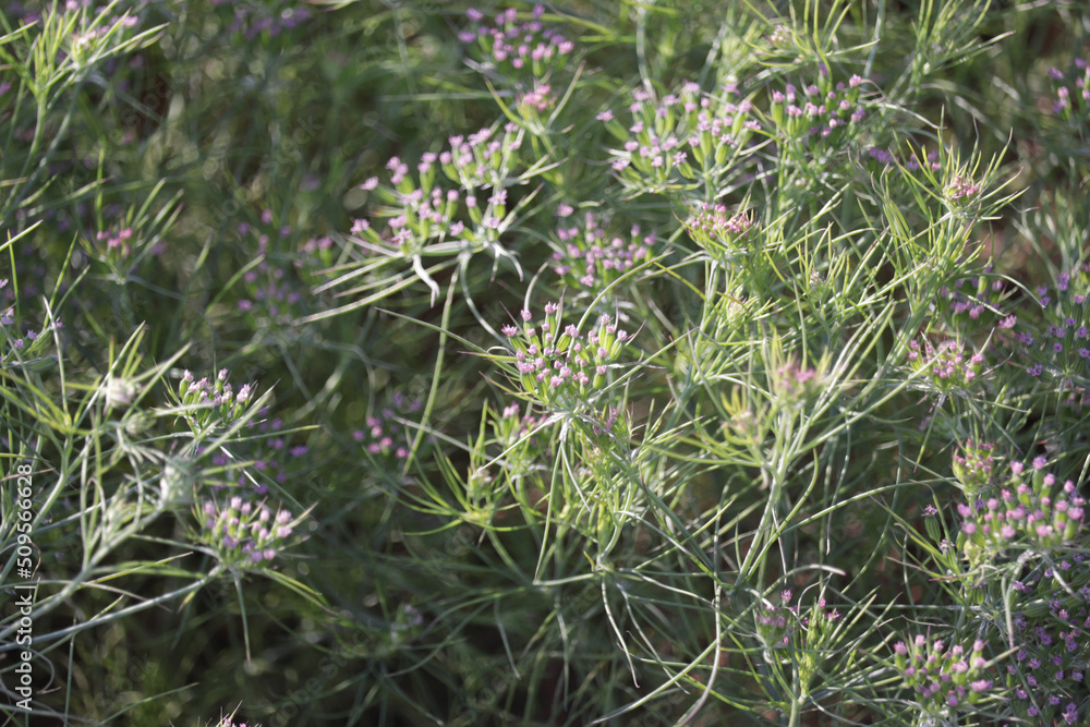 cumin (zira) on a farm in Gujarat India,Cumin cultivation and plants