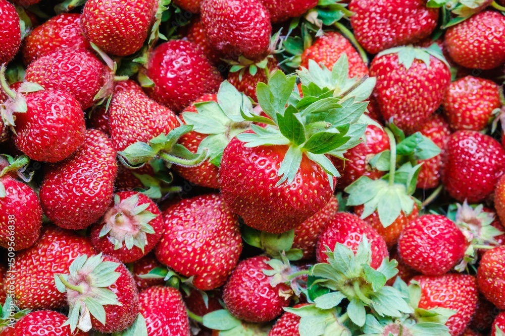 Strawberry healthy berry fruit ripe. juicy summer, many fresh berries close-up. Strawberry healthy berry fruit ripe. juicy summer, many fresh berries close-up.