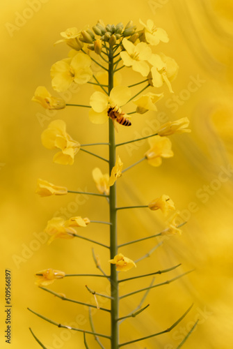 Bee on a mustard flower