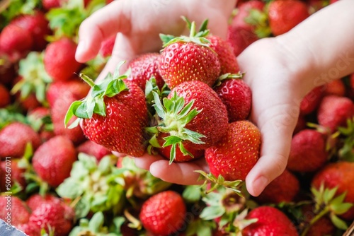 The child is holding ripe strawberries in his hands. Strawberry healthy berry fruit ripe. nature agriculture