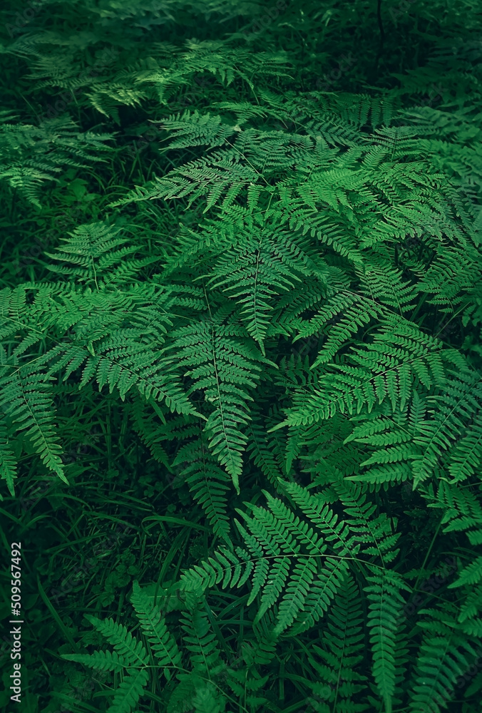 Green fern leaves on dark natural forest background. Beautiful wild plants leaves texture. fern - symbol of litha sabbath, sacred plant of wicca.