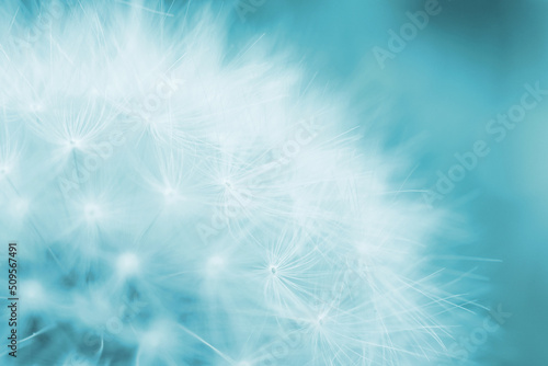 Dandelion blowball with seeds close-up. Summer floral background. Airy and fluffy wallpaper. Light blue tinted backdrop. Dandelion fluff wallpaper. Macro