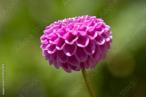 fleurs