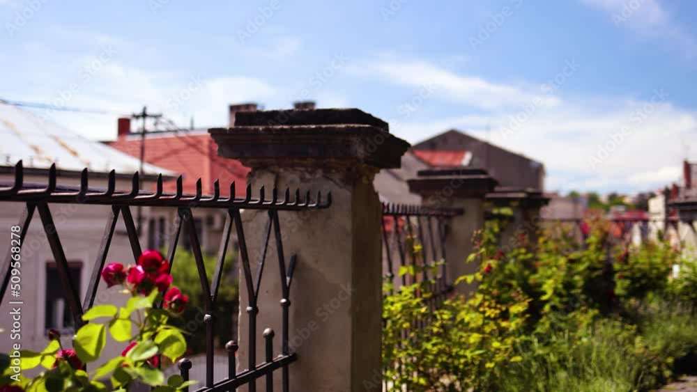 blooming roses in summer garden among bright roofs of an old town at summer day blooming roses in summer garden among bright roofs of an old town at summer day