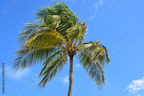 Coconut Palm Tree Blowing in the Wind