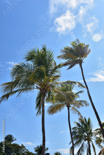 Tropical Palm Tree Towering Up to the Skies