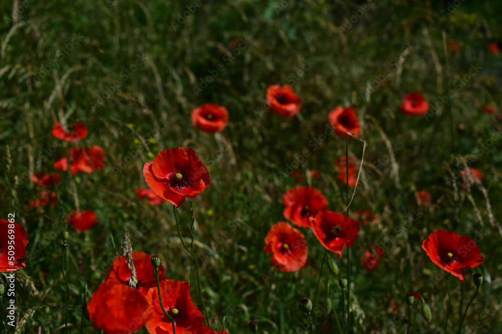 Mohnblumen auf grüner Wiese im Sonnenlicht Mohnblumen auf grüner Wiese im Sonnenlicht