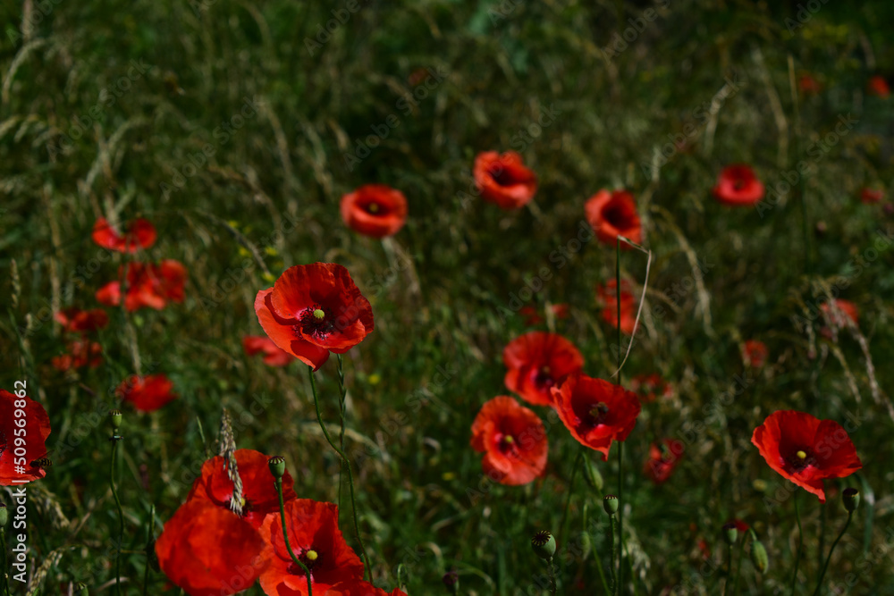 Mohnblumen auf grüner Wiese im Sonnenlicht