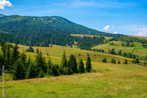 mountainous rural landscape in summer. green grassy pastures on the hill by the forest. wonderful sunny weather. ecotourism in carpathians