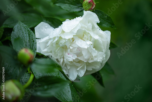 biała piwonia rozwija się w ogrodzie pełnym zieleni, white peony