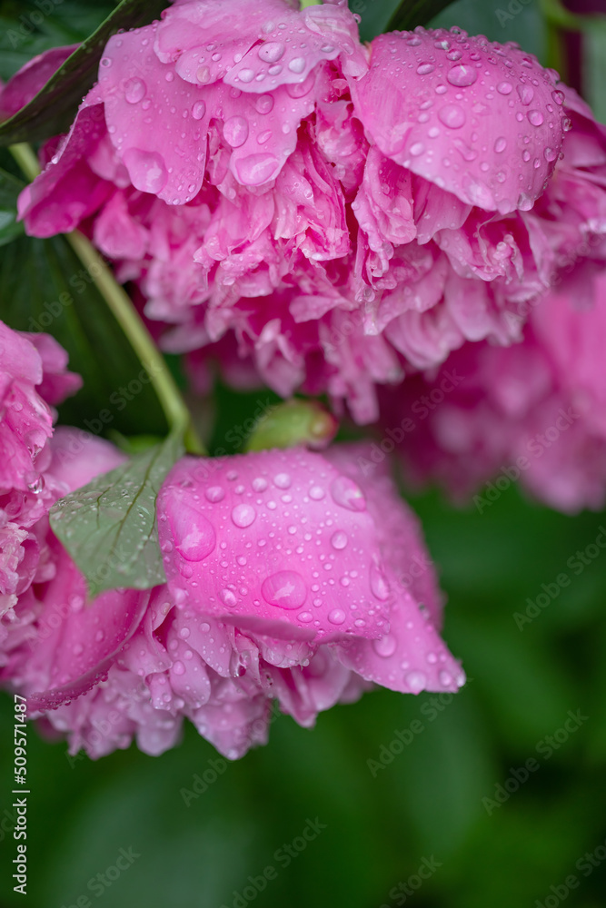 Fototapeta premium piwonia różowa w kroplach deszczu, pink peony