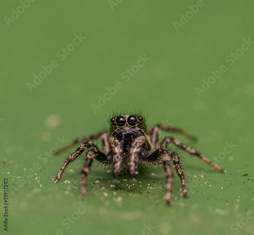 Detailed macro close up of a very tiny female jumping spider