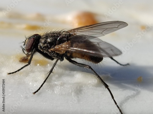 Close up of a fly © Sofus