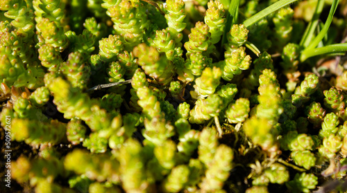 Green moss on stones. Natural moss. Types of green moss. © Binkontan
