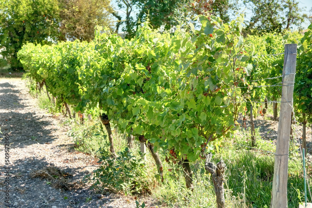 Pieds de vignes en Charente-Maritime France
