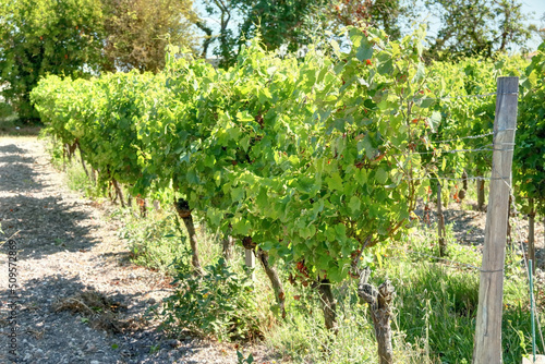 Pieds de vignes en Charente-Maritime France photo