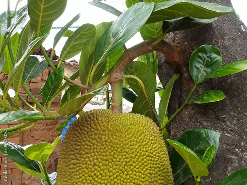 A big jackfruit is hanging on the tree .The jackfruit (Artocarpus heterophyllus), also known as jack tree, Jackfruit is commonly used in  India