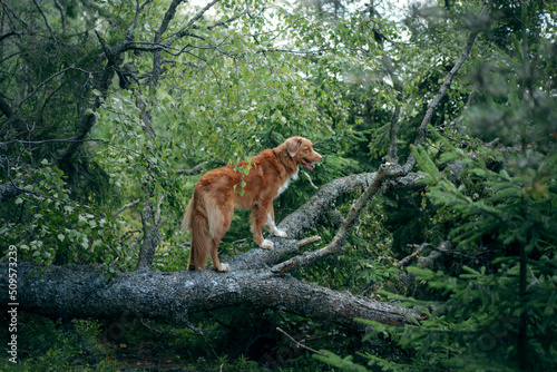 dog in the green forest put her paws on a log. Nova Scotia Duck Tolling Retriever in nature among the trees. Walk with a pet