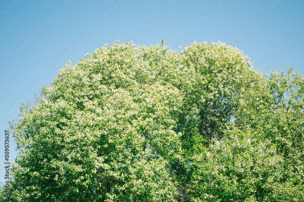 Green tree Green tree