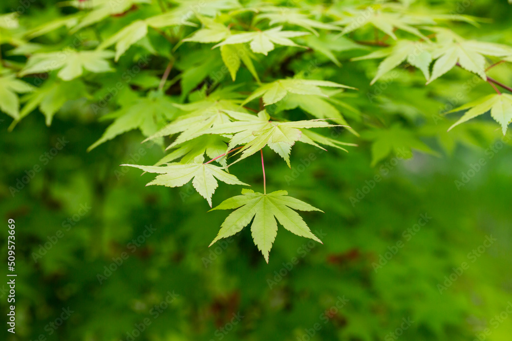 Japanese maple flowers. After the flowers bloom in spring, they attach propeller-shaped samara, and then they soar in the wind and fall to the ground to sprout. Japanese maple flowers. After the flowers bloom in spring, they attach propeller-shaped samara, and then they soar in the wind and fall to the ground to sprout.