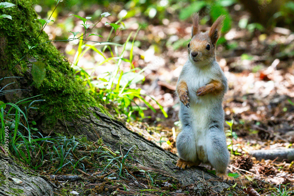 Squirrel close-up among autumn foliage in the forest Squirrel close-up among autumn foliage in the forest