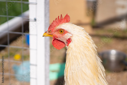 Closeup portrait of young  Lohmann Brown rooster looking around and walking outside on farm yard in summer