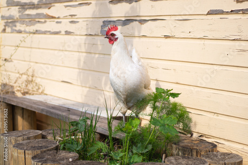 White egg-laying Leghorn hen walking outside in summer on farm. Beautiful domestic layer chicken on wooden background