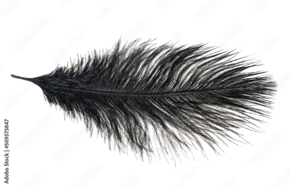 Obraz premium a black ostrich feather on a white isolated background